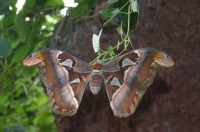 Papiliorama Dez (22).JPG