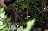 Papiliorama Dez (23).JPG