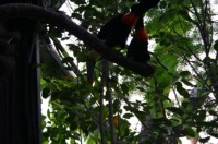 Papiliorama Dez (24).JPG