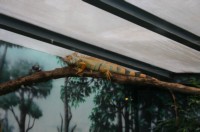 Papiliorama Dez (3).JPG