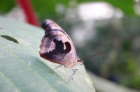 Papiliorama Dez (5).JPG
