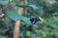Papiliorama Dez (7).JPG