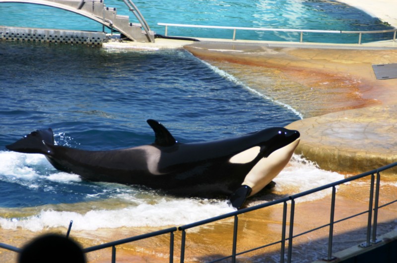 Marineland
