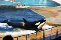 Marineland