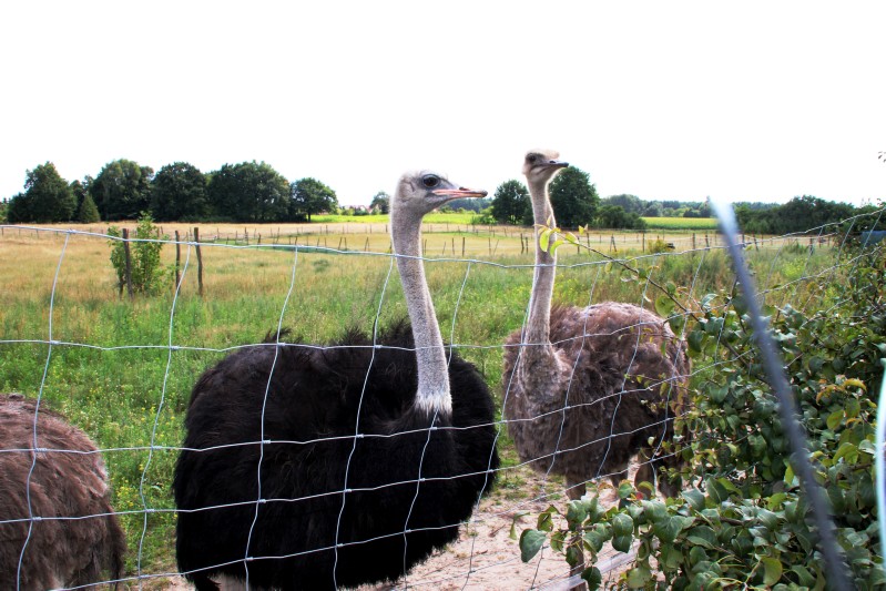 Familie