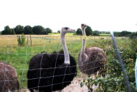 Familie