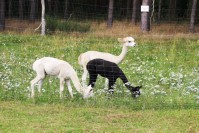 Alpaccas