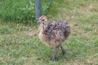 ein Junges