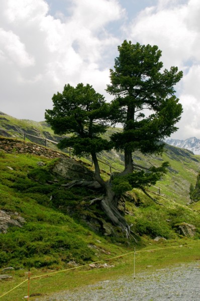 auf dem Flüelapass