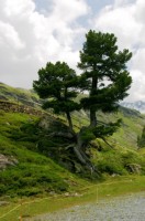 auf dem Flüelapass