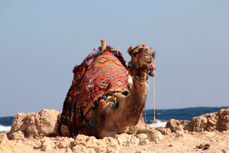 ein Kamel