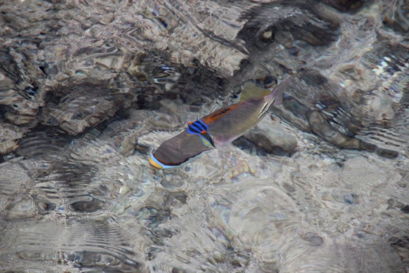 uns auch bunte Fische gab es 