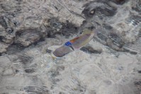 und auch bunte Fische gab es 
